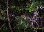 med_100_1422.jpg 191.02 KB 900 x 668 4/28/2003 