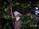 med_100_1423.jpg 159.11 KB 900 x 668 4/28/2003 